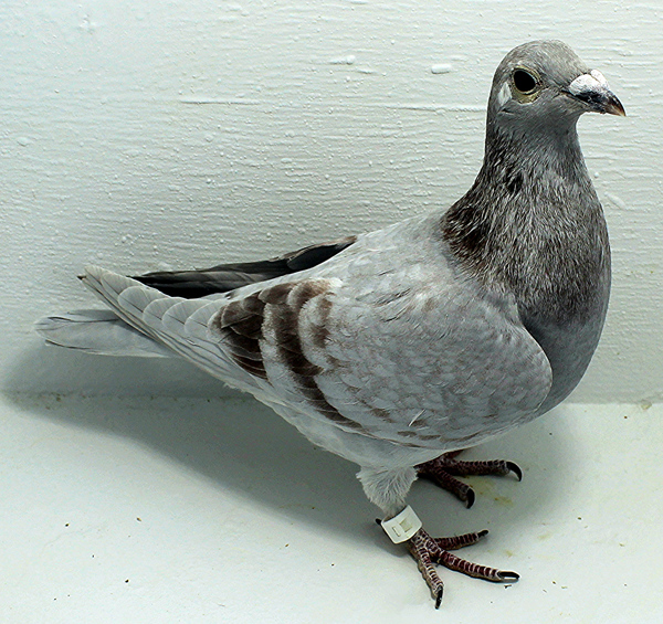 Band: 6916 IPB B 2025